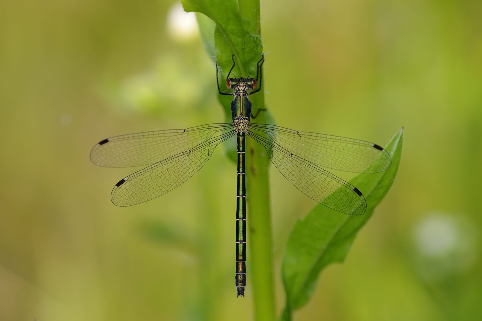 Lestes dryas